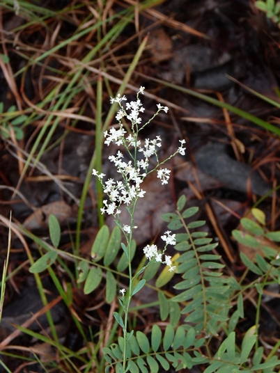 {Polygonum polygamum var. croomii}